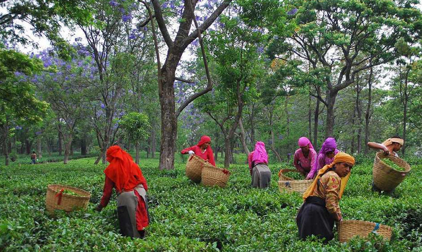 Bir Tea Factory, Bir - Billing