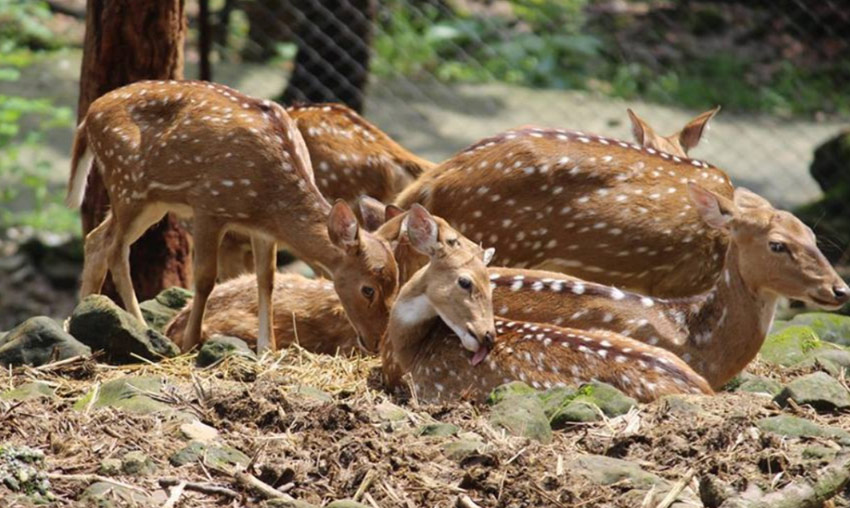 Deer Park, Almora