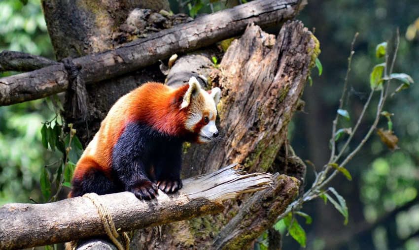 Himalayan Zoological Park, Gangtok