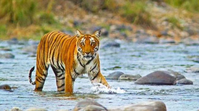 Delhi-Corbett National Park Weekend Tour