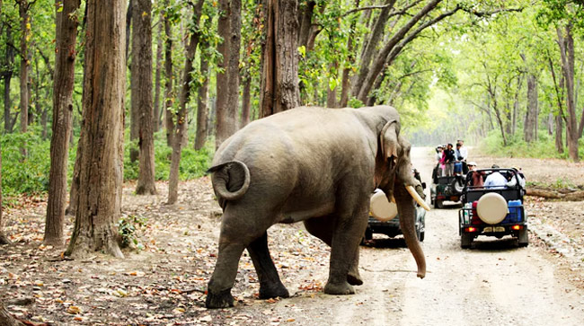 Delhi-Corbett National Park Weekend Tour