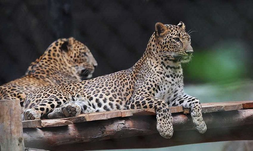 Mysore Zoo