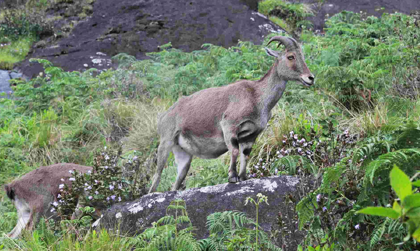 Eravikulam National Park, Munnar