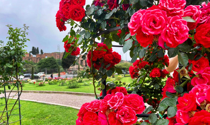 Rose Garden, Munnar