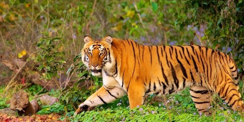 Corbett National Park, Uttarakhand