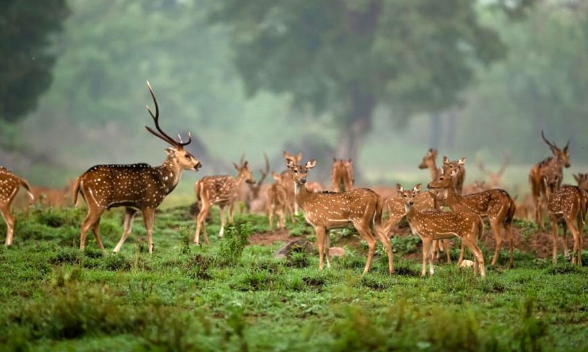 Go crazy in 2026! 10 Indian National Parks that you should Visit in 2026