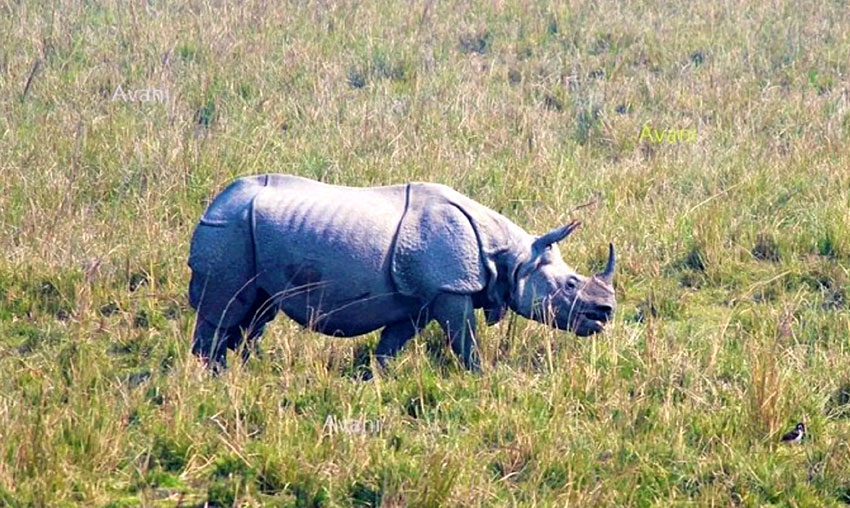 Pobitora Wildlife Sanctuary, Guwahati